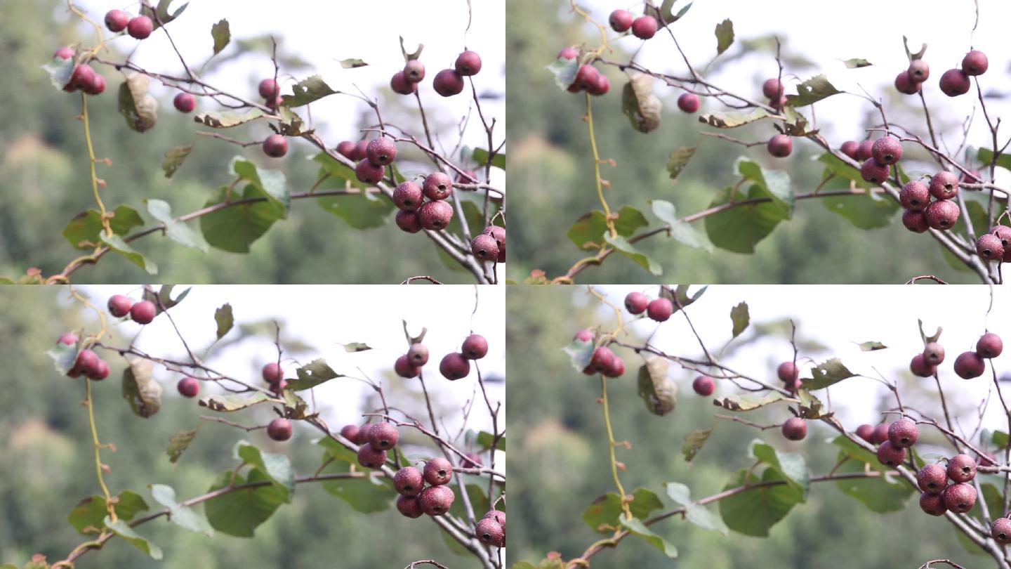 秋天山楂树红色山楂果实成熟丰收特写原素材