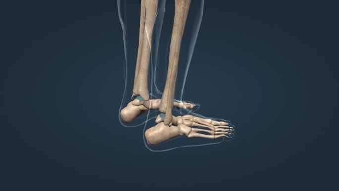 人体骨架骨骼股骨胫骨腓骨踝关节趾跖骨脚骨