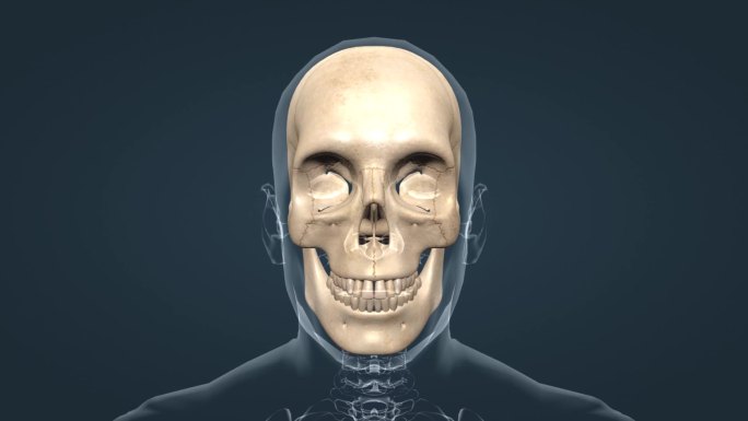 人体运动骨骼系统头颅扁骨胸廓膝关节炎动画