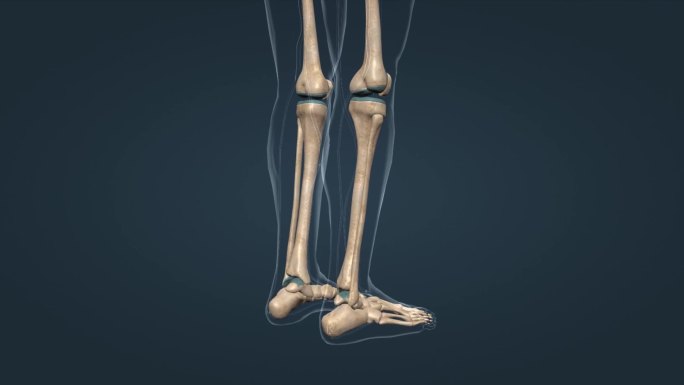 骨骼骨架下肢骨骨连接三维动画