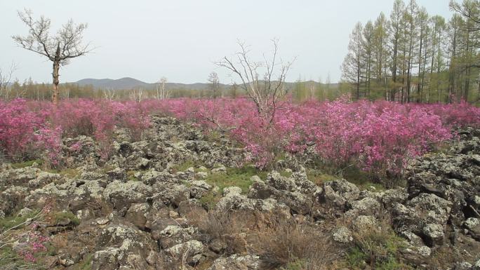 内蒙古火山岩上杜鹃花