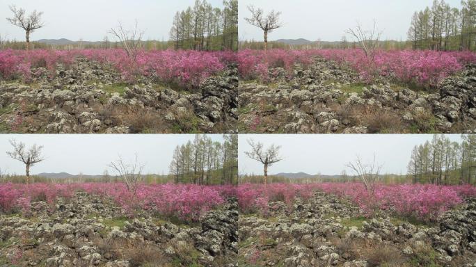 内蒙古火山岩上杜鹃花