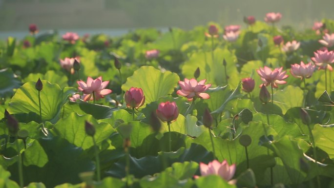 江南浙江杭州西湖荷花荷塘荷叶早晨阳光温暖