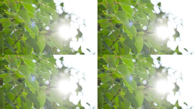 阳光下的树叶飘荡-逆光3