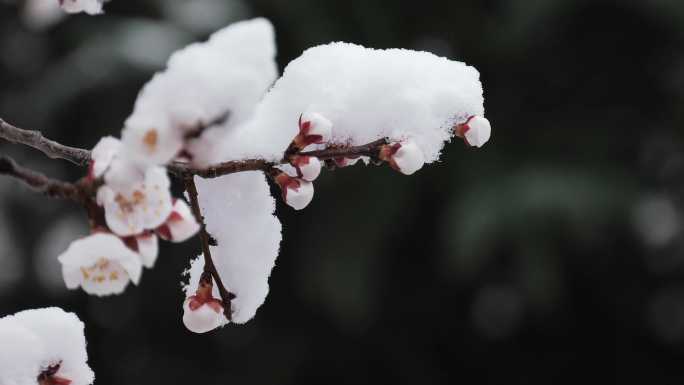 春雪-雪压花枝-水边杏花