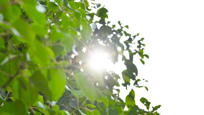阳光下的树叶飘荡-逆光1