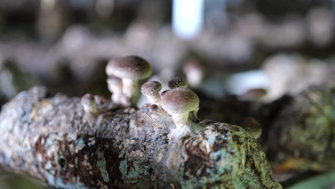 航拍食用菌生产基地