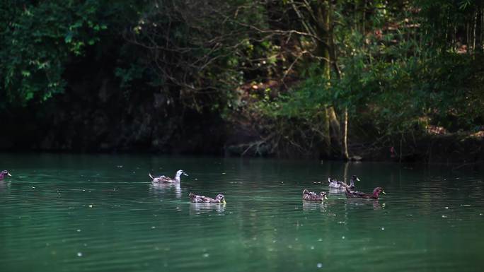 乡村空镜黄牛鸭子游泳清澈河流河水绿植