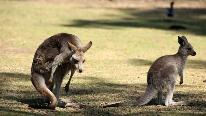 澳大利亚悉尼考拉动物园袋鼠大景
