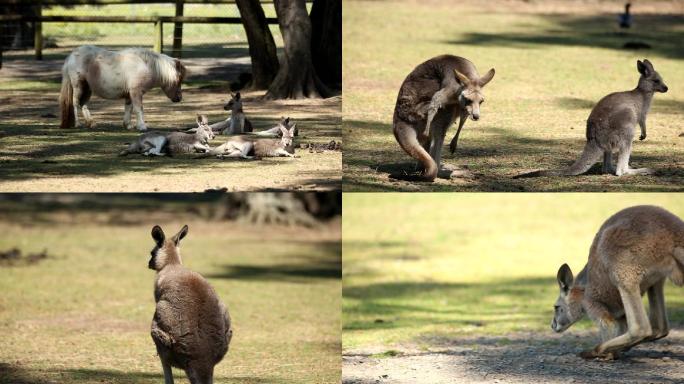 澳大利亚悉尼考拉动物园袋鼠大景