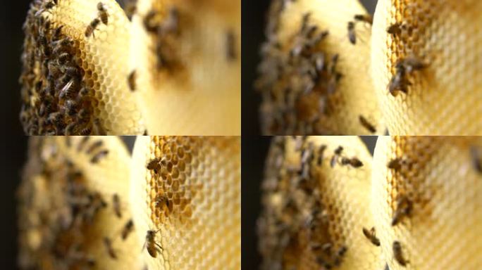 蜜蜂 蜂巢 06