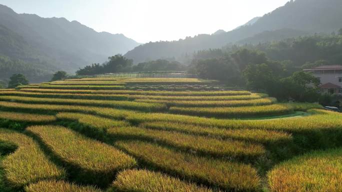 广州从化梯田水稻成熟时