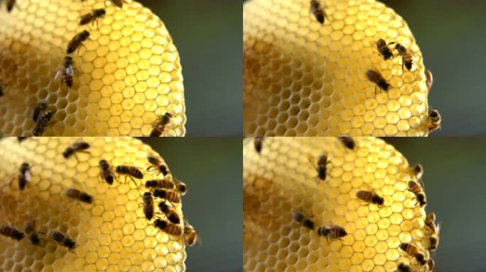 蜜蜂 蜂巢 10