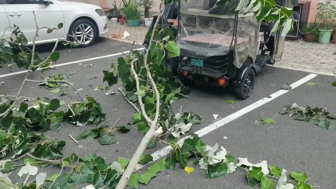 实拍小区树枝掉下砸坏车辆存在安全隐患