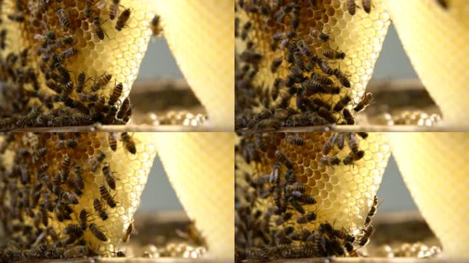 蜜蜂 蜂巢 04