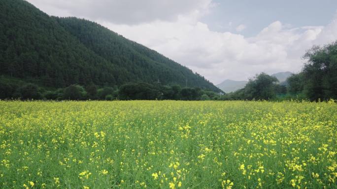 广阔的油菜花地4k