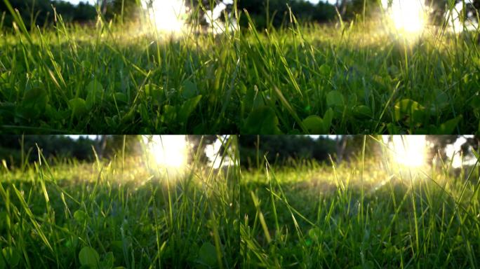 阳光透过草地