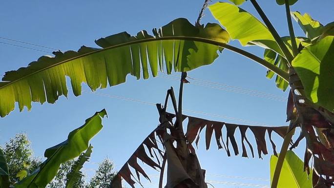 逆光芭蕉树叶树叶空镜头生态绿色阳光