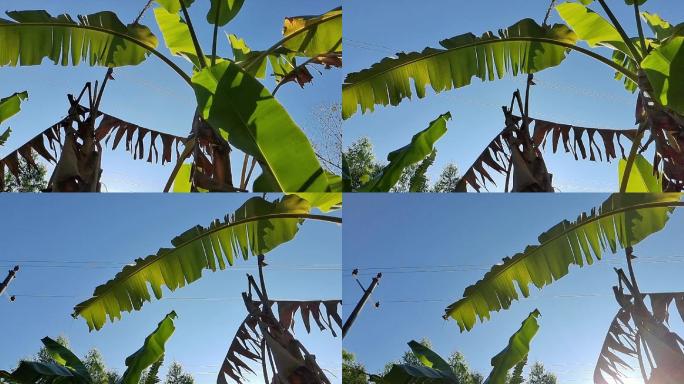 逆光芭蕉树叶树叶空镜头生态绿色阳光