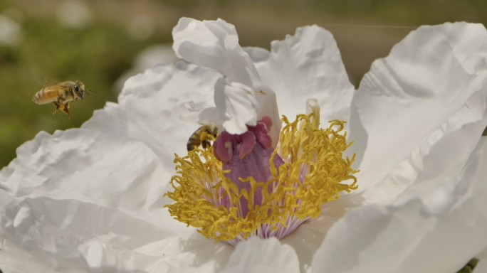 蜜蜂与牡丹