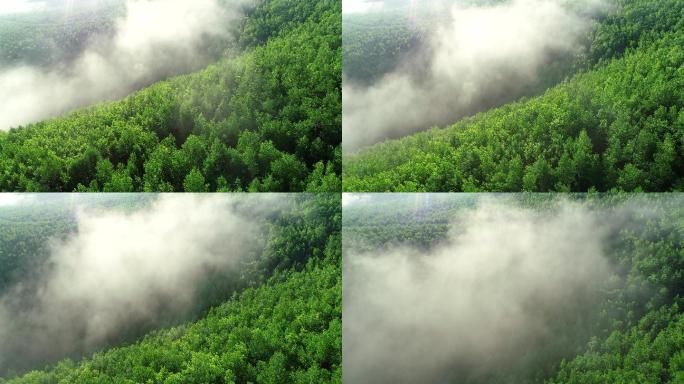 航拍绿色山林云雾