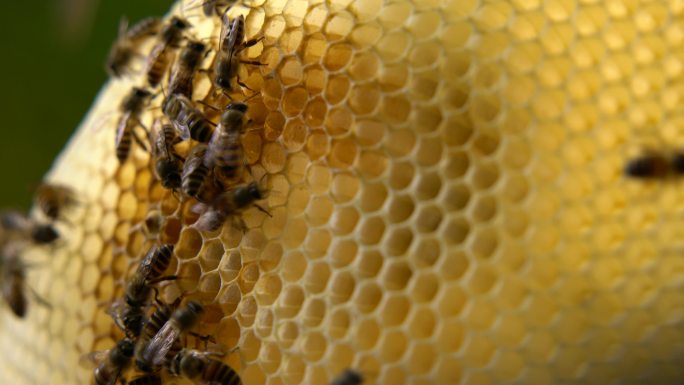 蜜蜂 蜂巢 09