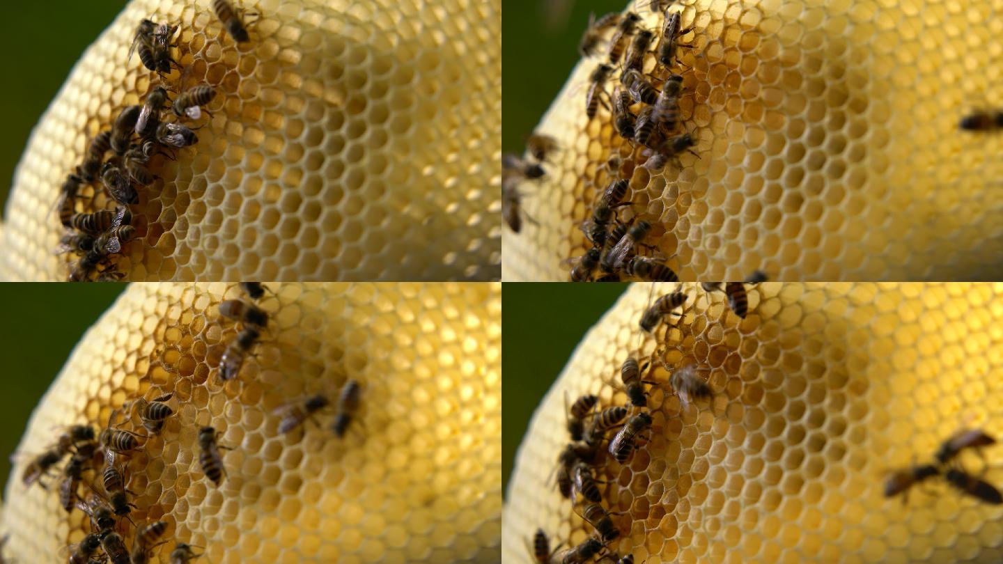 蜜蜂 蜂巢 09