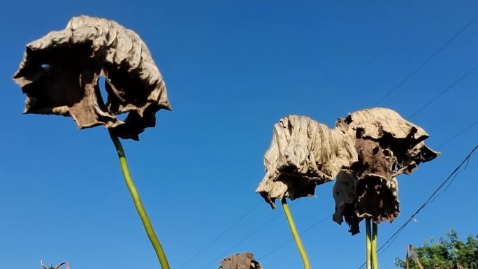 残荷莲藕塘残荷素材残荷叶深秋悲伤荷塘衰败