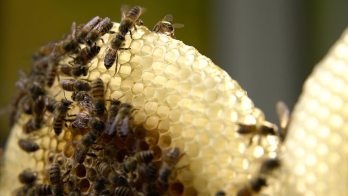 蜜蜂 蜂巢 07