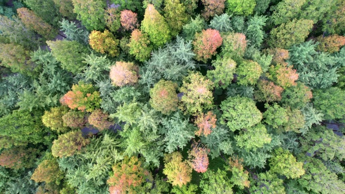 植物园 水杉林 小树林