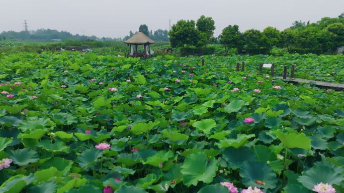 乡村振兴农旅融合荷花