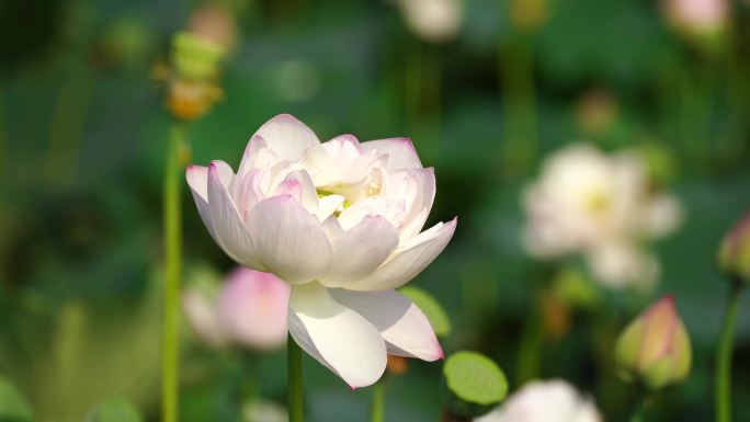 大暑夏天立夏节气蓝天白云下雨天空镜集合