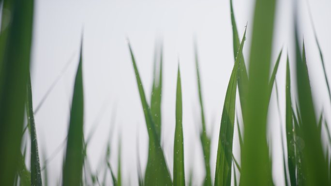 现代农业水稻