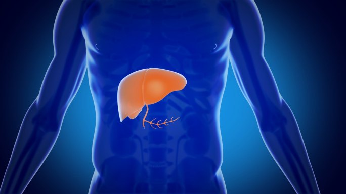 肝脏  生物医学动画 胸部-躯干运动图像