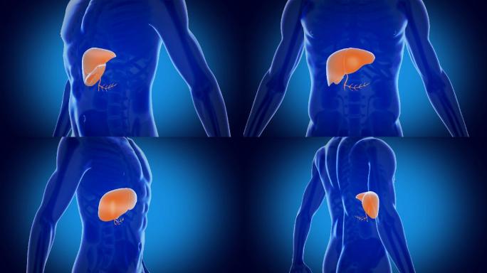 肝脏  生物医学动画 胸部-躯干运动图像