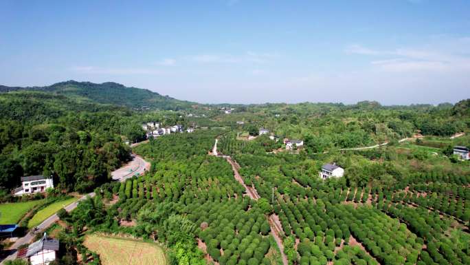 桂花种植基地、桂花园