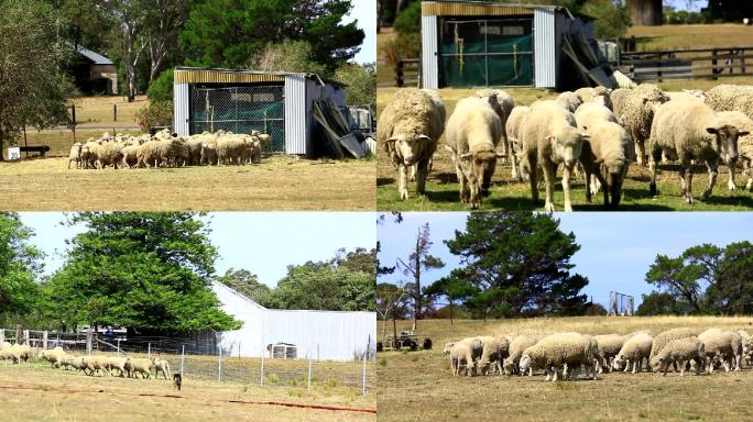 澳大利亚悉尼托布鲁克农场的羊