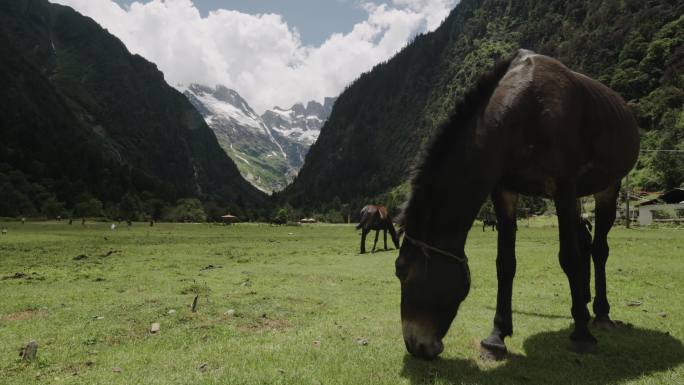 雪山下吃草的马4k