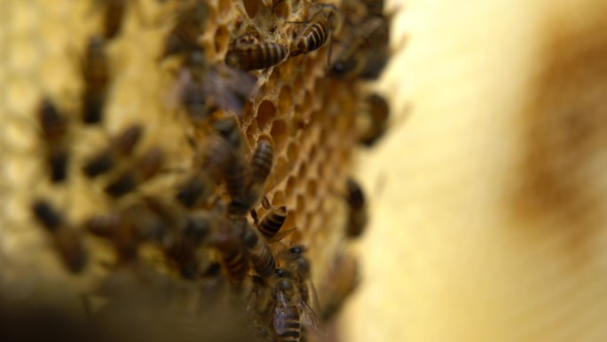 蜜蜂 蜂巢 03