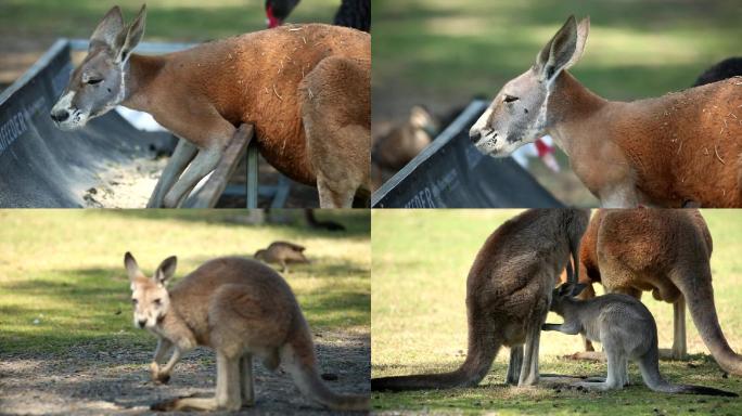 澳大利亚悉尼考拉动物园袋鼠活动