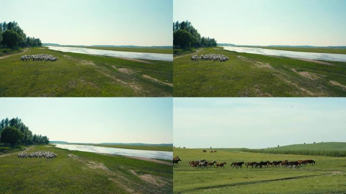 内蒙草原上的羊群 马群