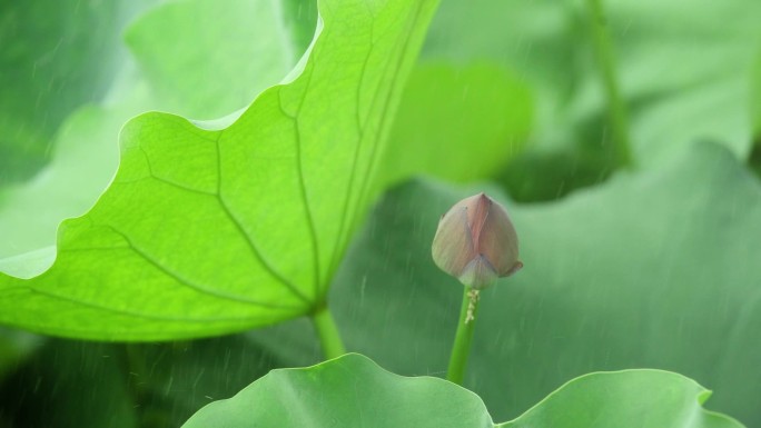 雨中荷塘荷花荷叶雨水雨滴