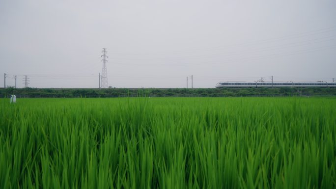 乡村振兴稻田旁边的高铁