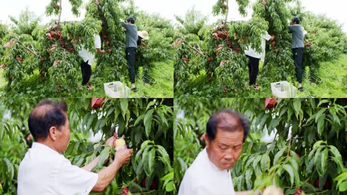 果园摘桃黄桃农民桃树