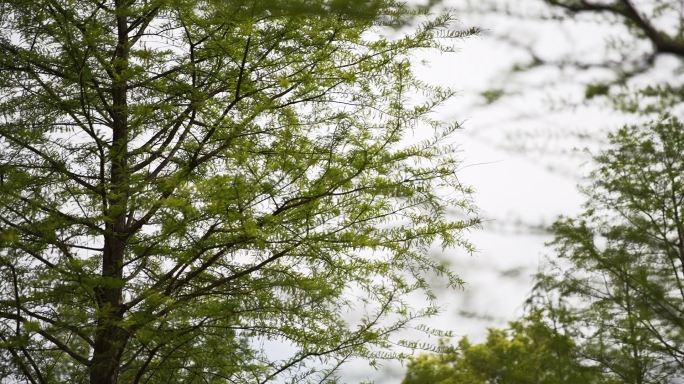 露营 露营细节  山林 帐篷  骑行