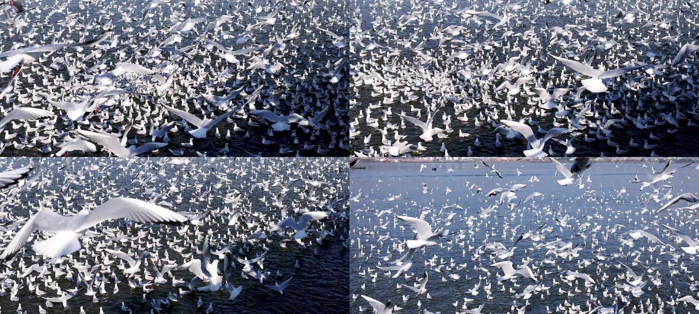 昆明海埂高密度海鸥集群