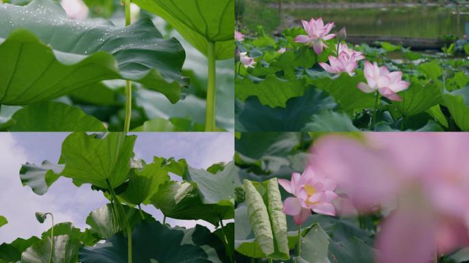 荷花 莲花 荷叶