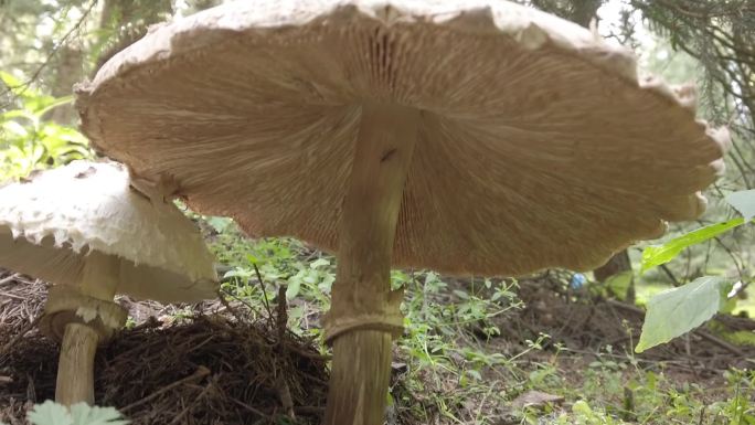 新疆云杉森林蘑菇