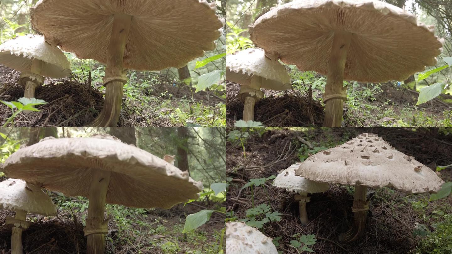 新疆云杉森林蘑菇