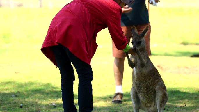 澳大利亚悉尼考拉动物园袋鼠与人互动